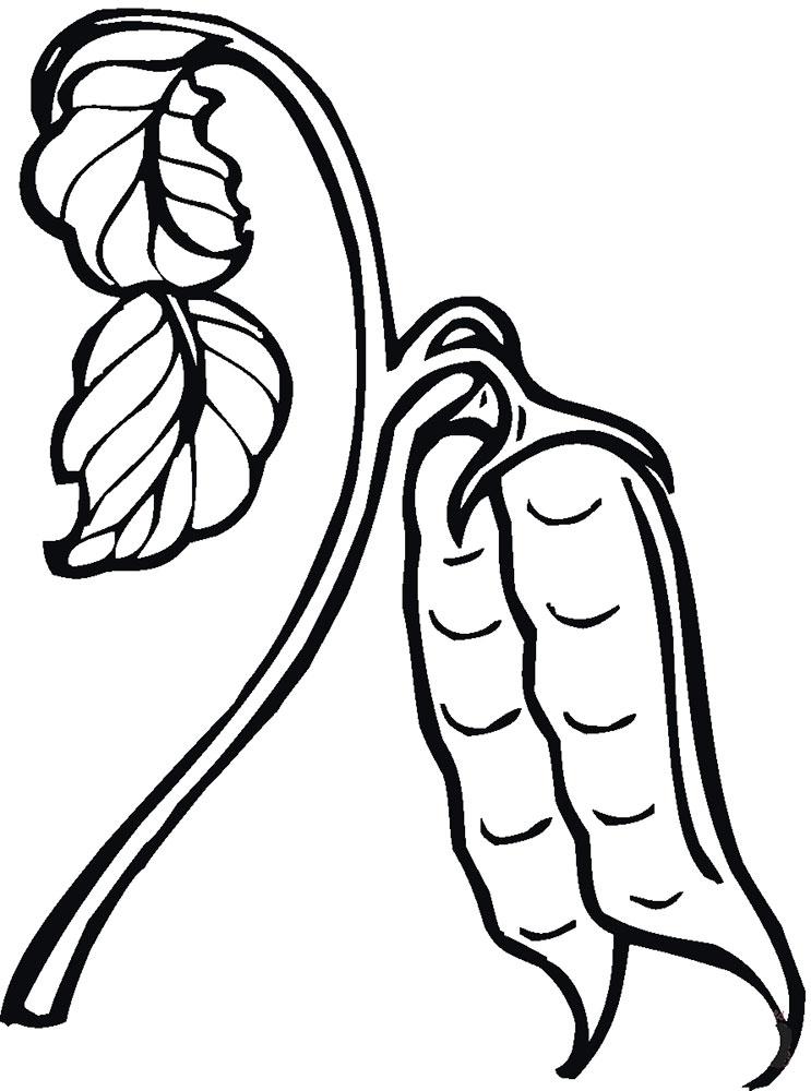 Рисунок стручки