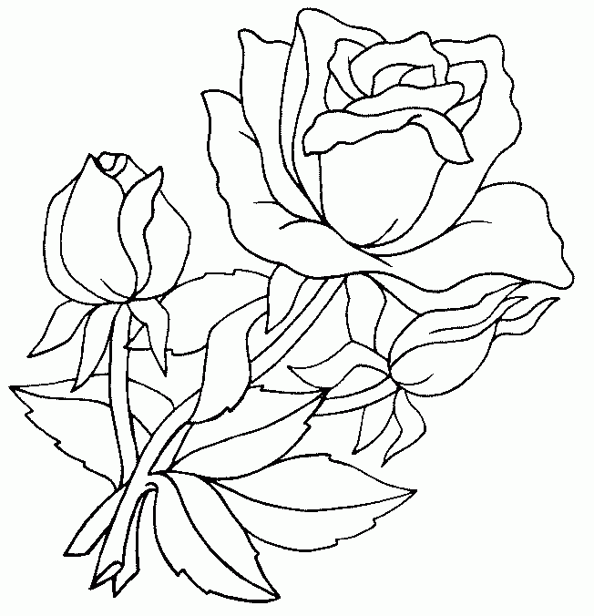 Розы 2