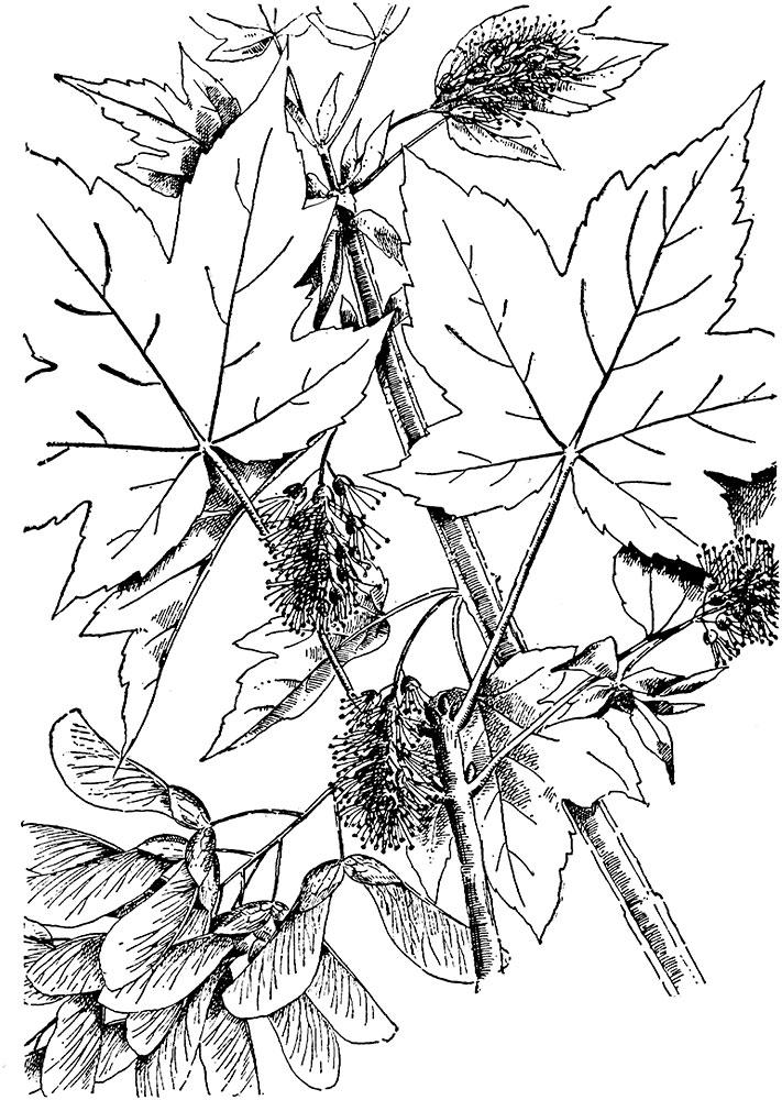 Семена клена