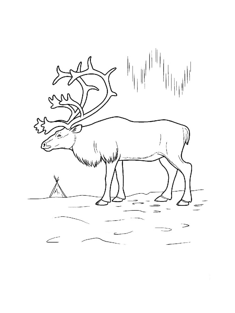 Северный олень
