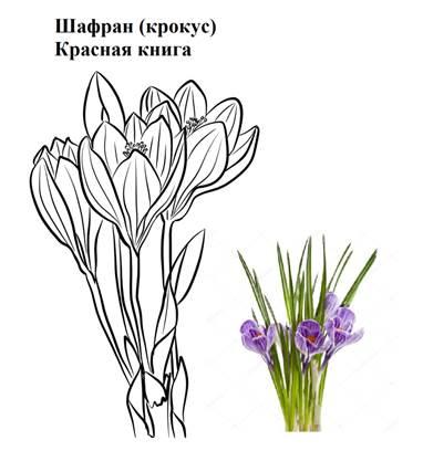 Шафран
