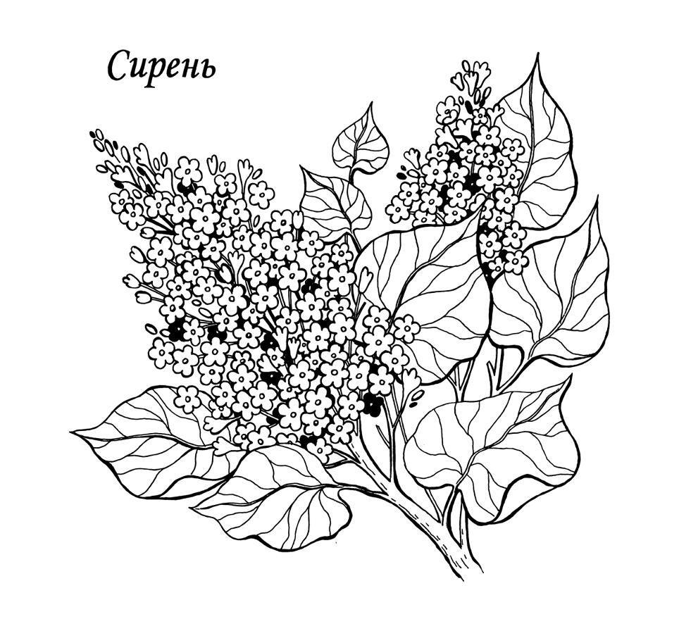 Сирень 2