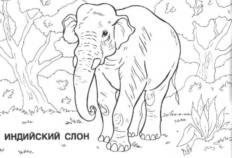 Слон 2
