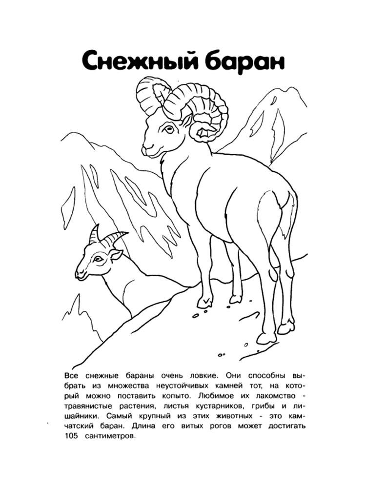 Снежный баран