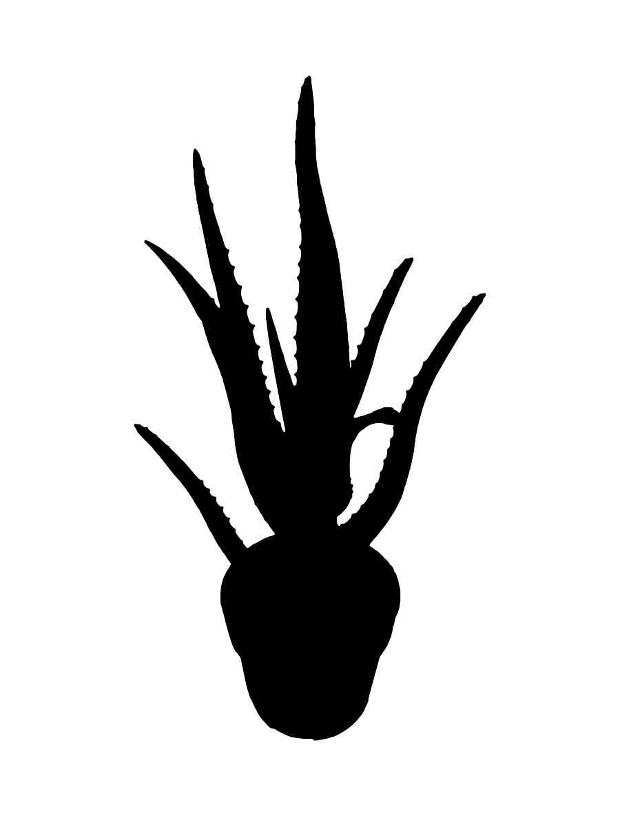 Трафареты алоэ рисунок для раскрашивания