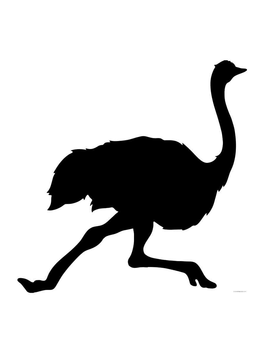 Трафареты страуса черно-белая раскраска