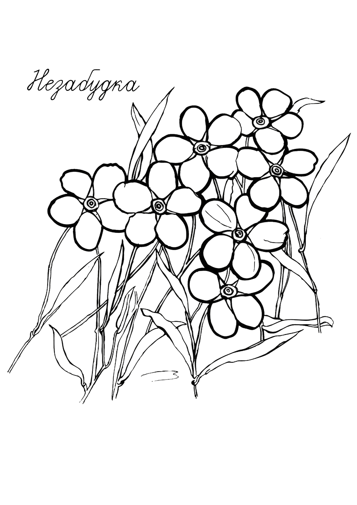 Цветы Незабудки 2