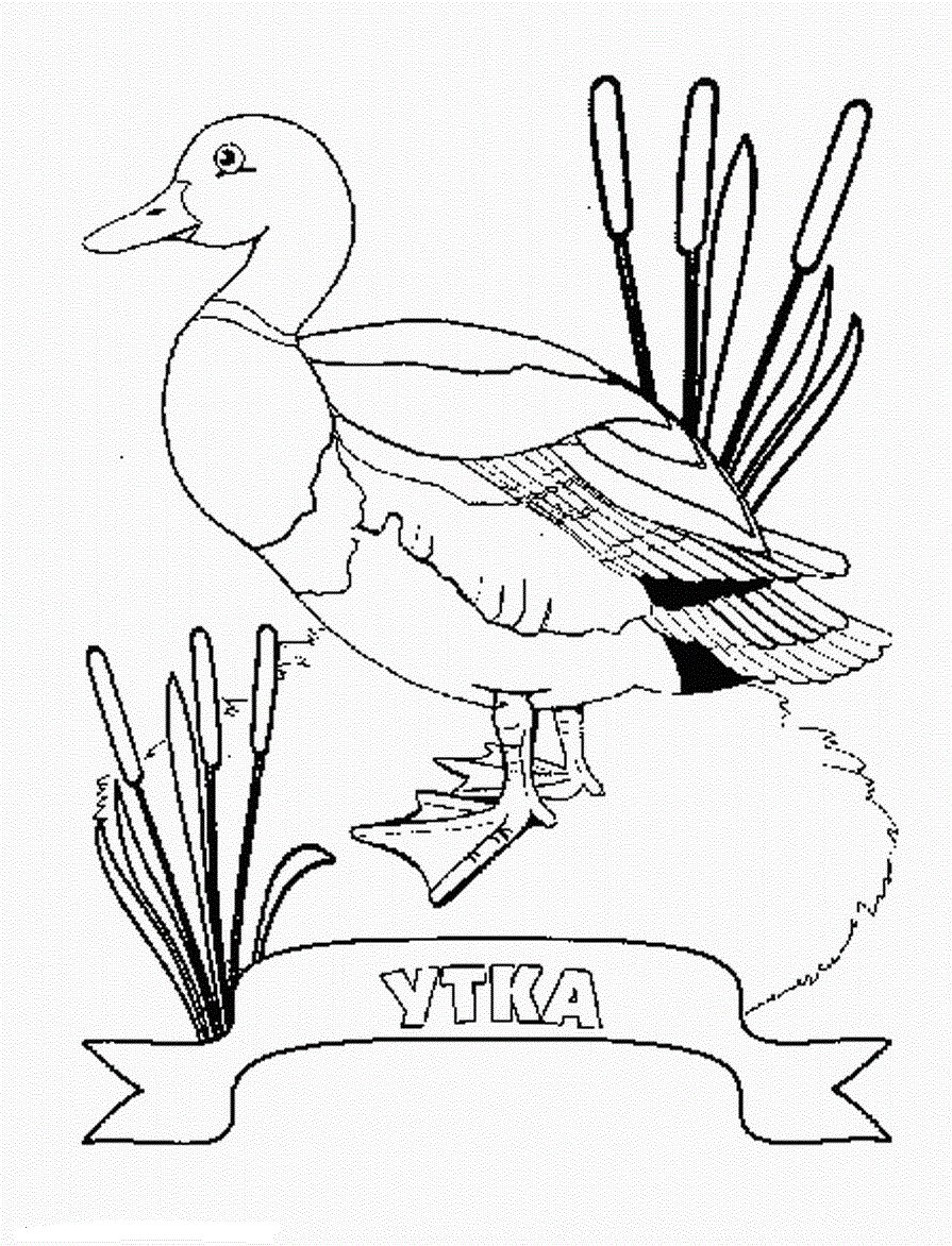Утка 2