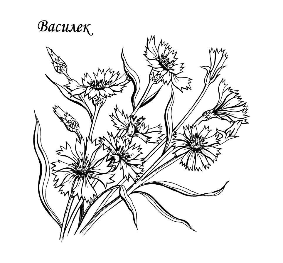 Вапсильки