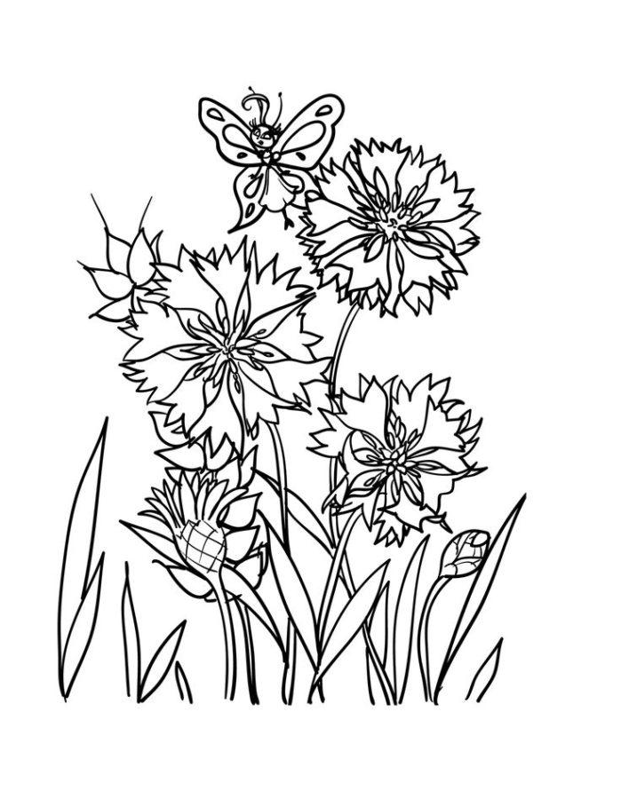 Васильки и бабочка