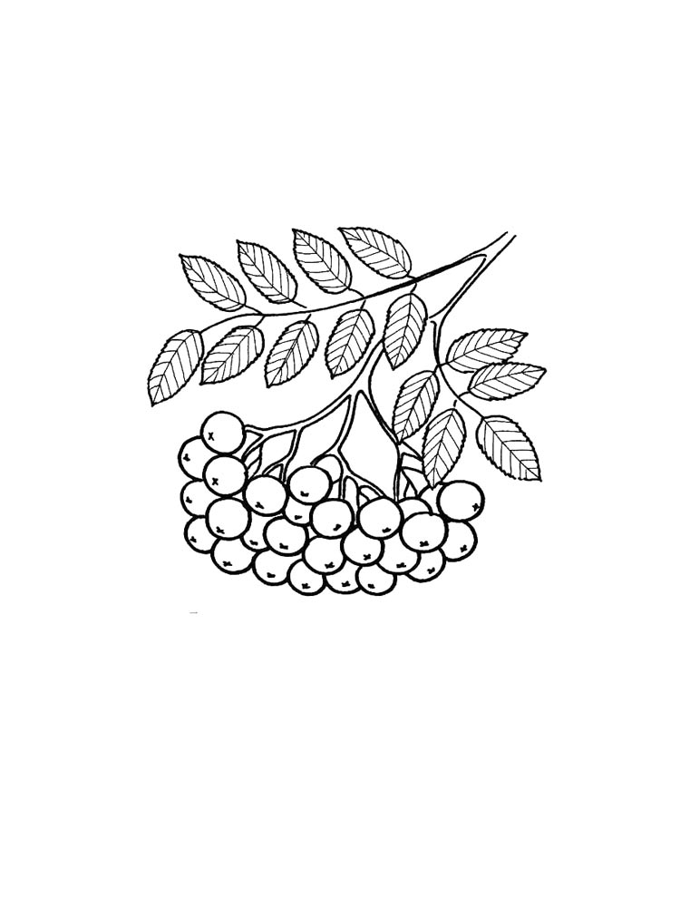 Ветка рябин для раскрашивания 2