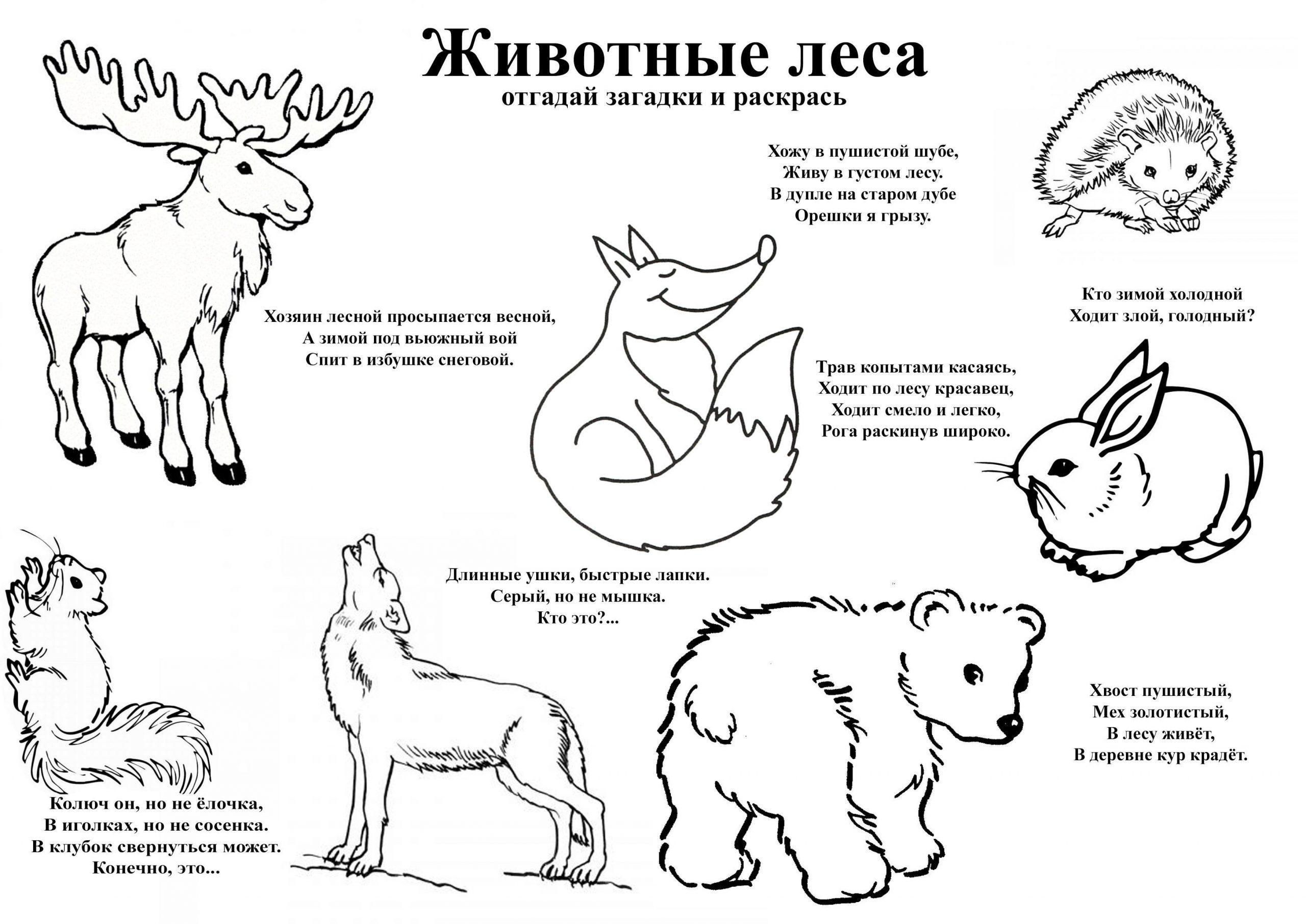 Загадка о животных
