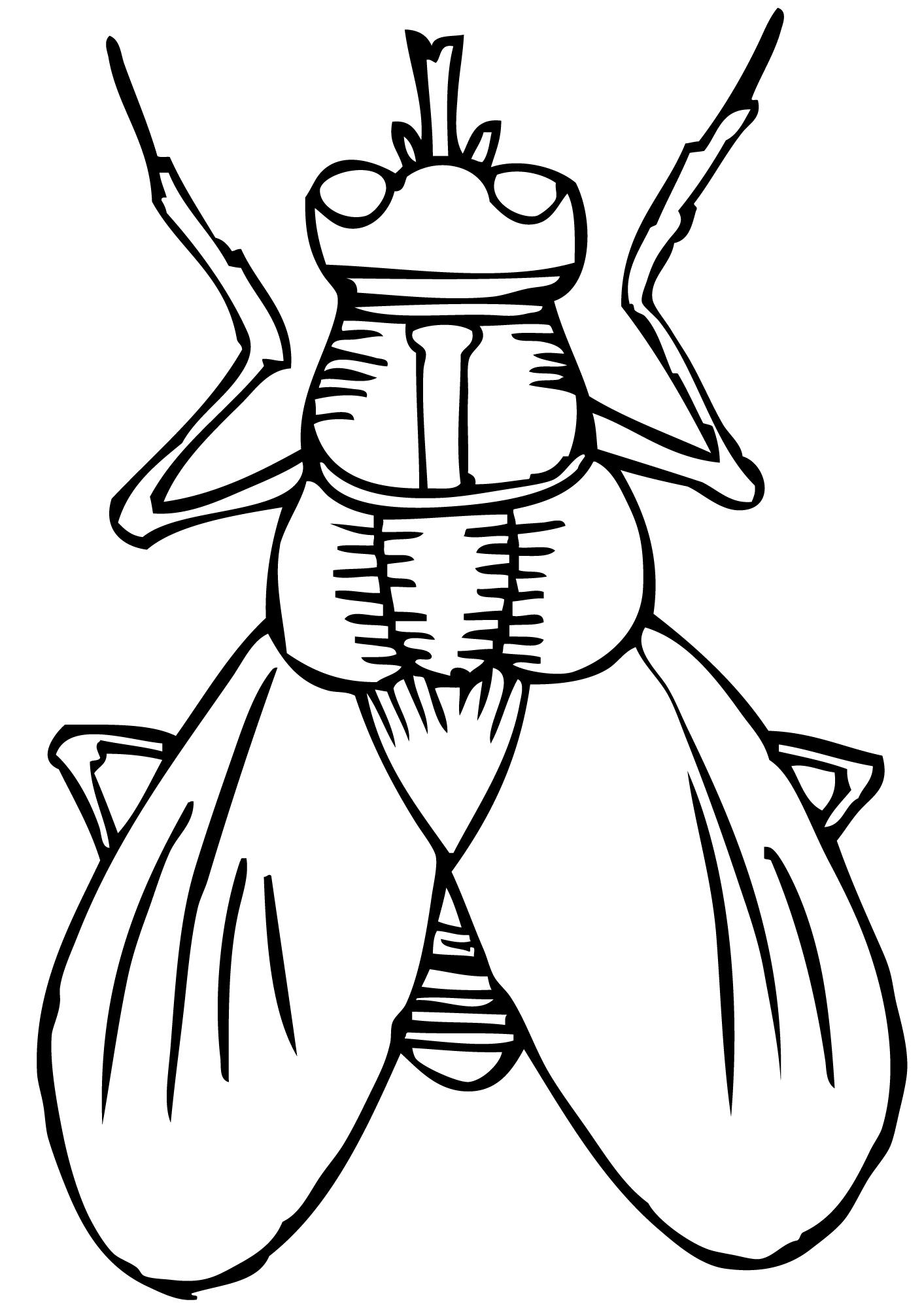 Здоровая муха