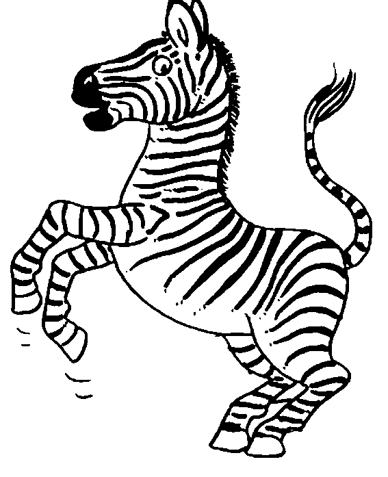 Зебра 2