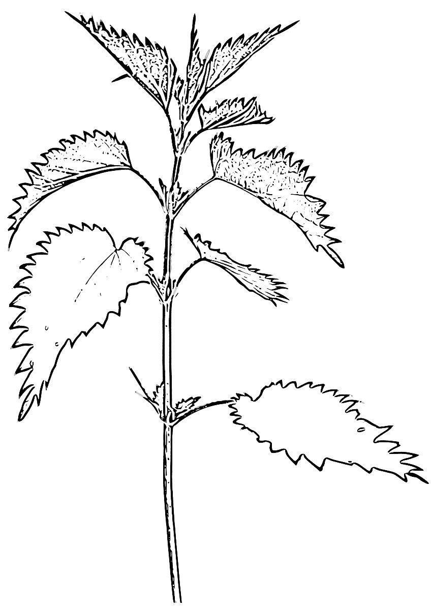 Жгучая Крапива