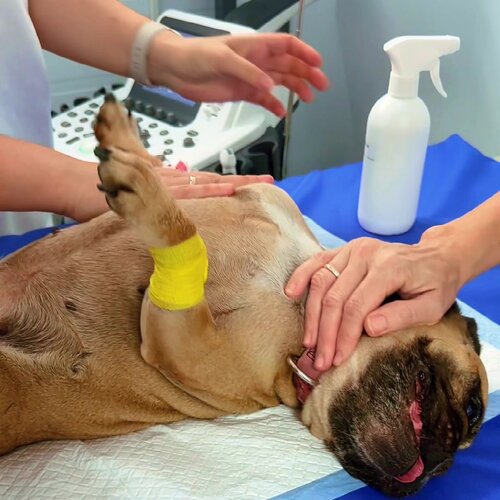 Ветеринар. ка