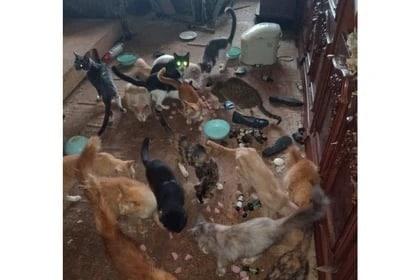 Волонтёры обнаружили в квартире у жительницы Иркутской области 60 кошек
