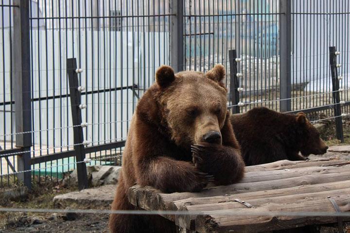 Жить медведям в Абаканском зоопарке скоро станет комфортнее