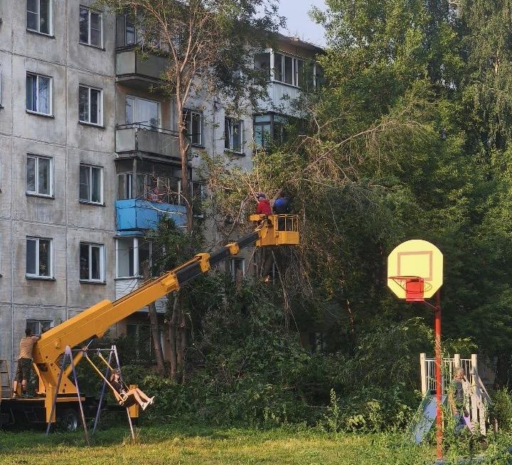 В Новосибирске местные жители жалуются на «нелогичную» вырубку деревьев 