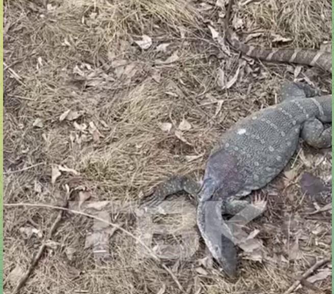 Красноярцы обнаружили на улице беспризорного варана