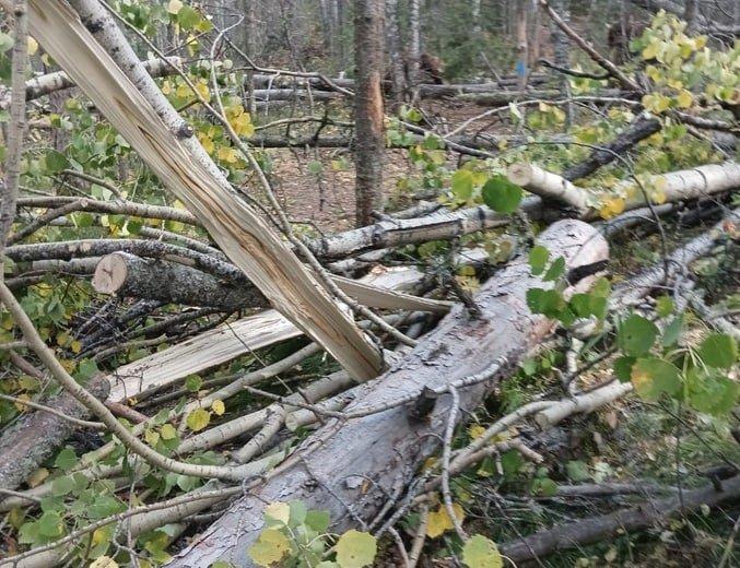 Ветер повалил деревья в парке "Красноярские Столбы"