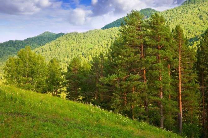 В собственность Республики Алтай забрали у частников два крупных незаконно полученных ими земельных участка