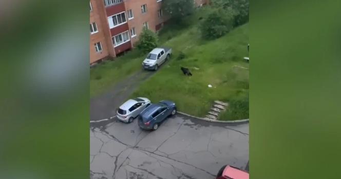 Медведь прогулялся по дворам Усть-Илимска