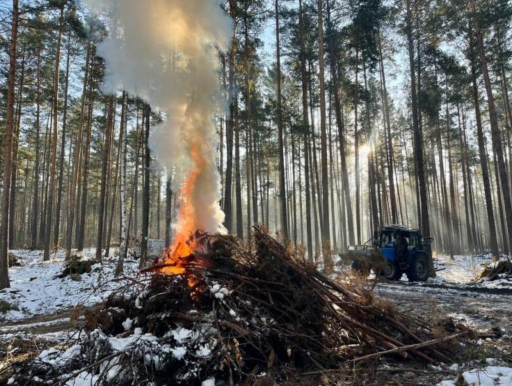 В Новосибирской области приступили к очистке лесов от порубочных остатков 