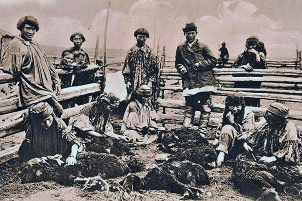 Вычесывание овец историческое фото