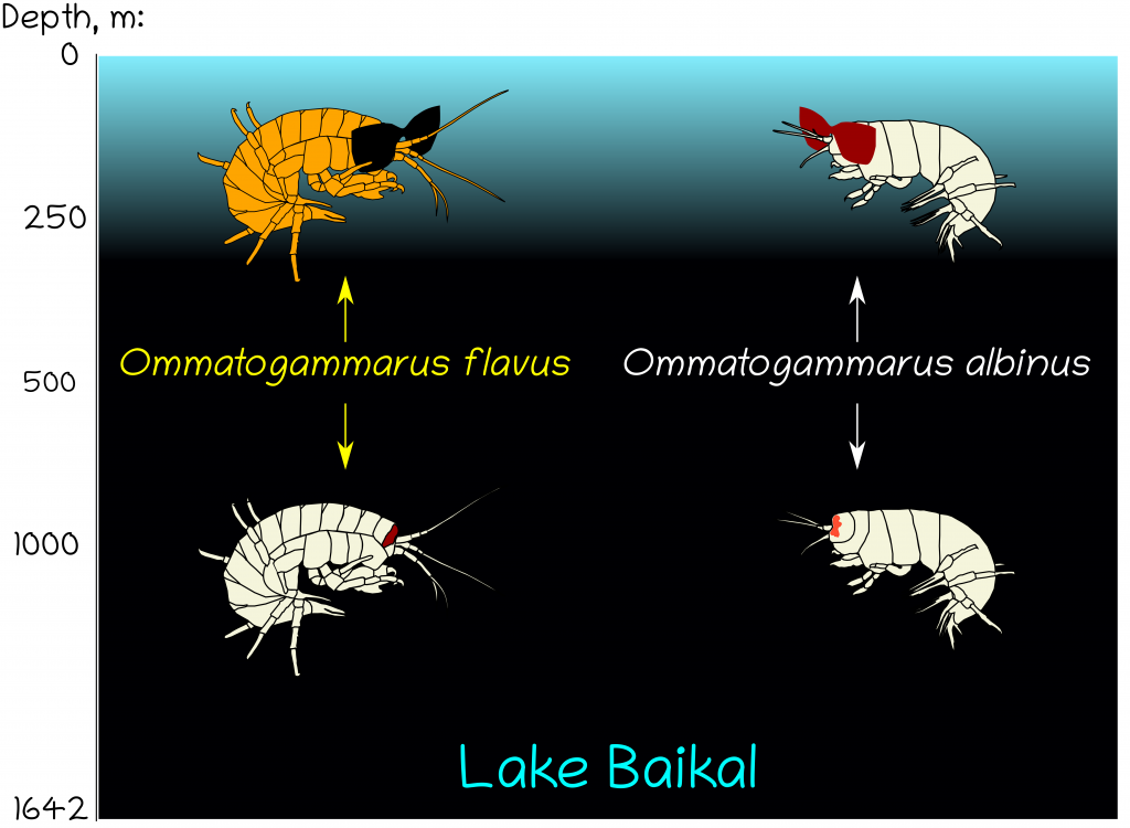 рачки гаммарусы из Байкала.png
