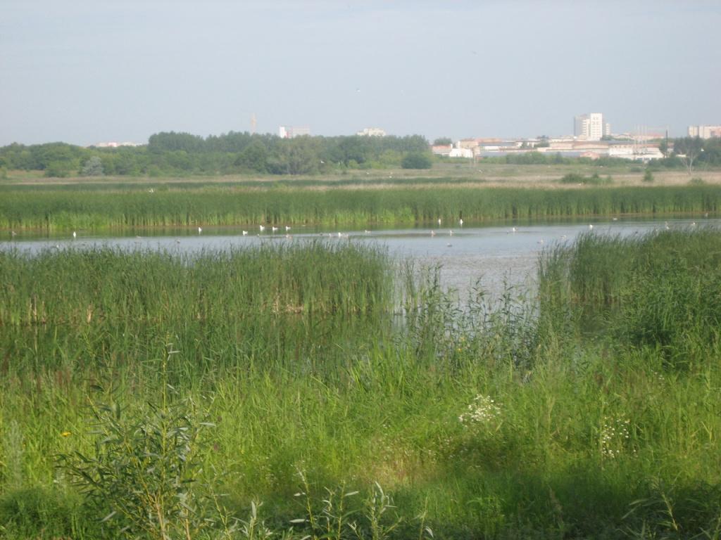 природный парк Птичья_гавань_в_Омске Фото Ogg-omsk CC BY-SA 3.0.jpg