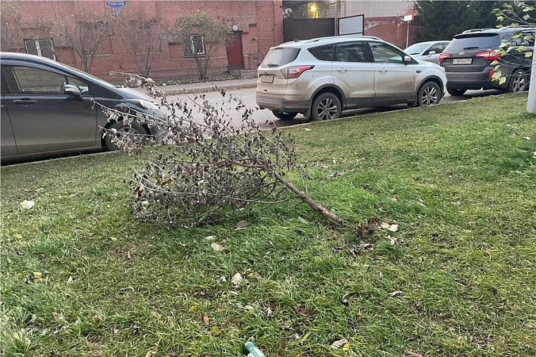 Ветер в Красноярске повалил деревья и оборвал электропровода