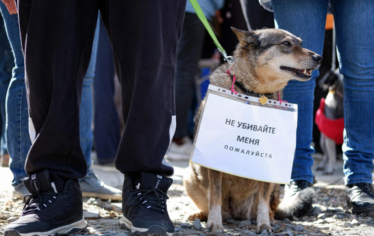 Более 200 жителей Томска вышли на пикет против эвтаназии бездомных животных