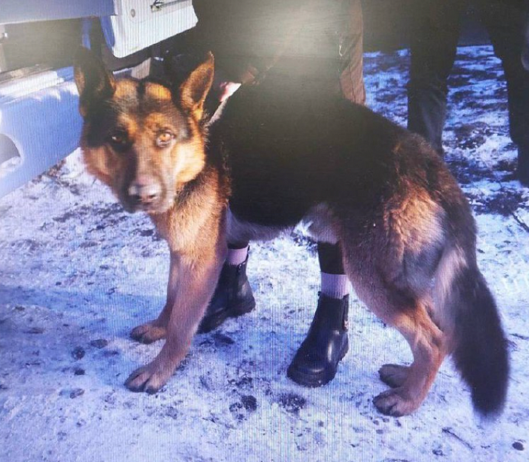 Домашняя овчарка покусала семилетнего ребенка в черногорском поселке Шахты