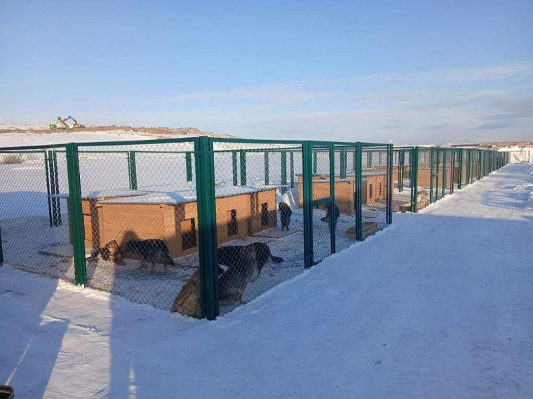 В Новосибирске строят приют для животных с использованием золошлаков