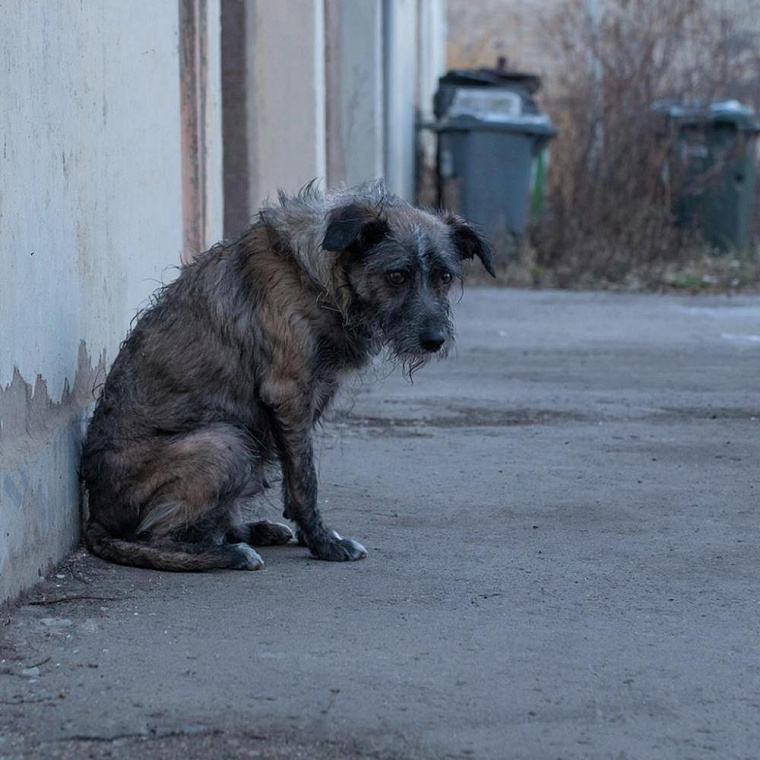 В Красноярске 1200 отловленных собак остались «бесхозными»: приюты готовы выпустить их на улицу