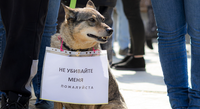 В Томске участились случаи отравления собак