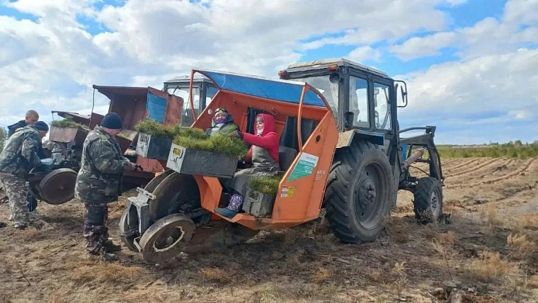 В Алтайском крае стартовал сезон посадки леса