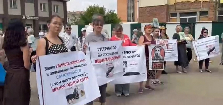 В Иркутске активисты собирают подписи против закона об умерщвлении бездомных собак