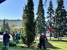 Два десятка елей высотой в 6 метров высадили в центре Новосибирска