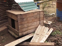 В Усть-Кутском районе Иркутской области полицейские застрелили медведя, забравшегося в садоводство