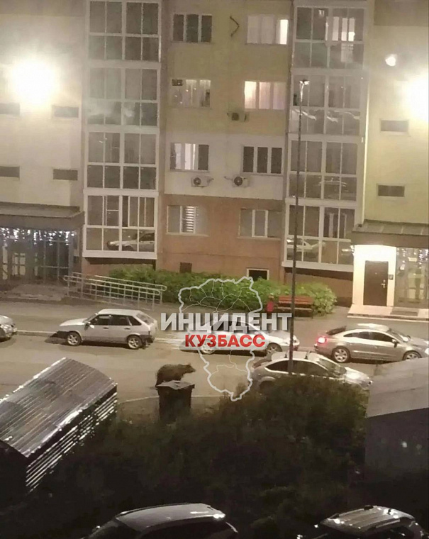 Медведь устроил «забег» в Кемерово
