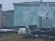 Белого медведя прогнали из поселка Диксон на Таймыре