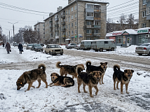 Контрольно-счетная палата Новосибирской области нашла нарушения в отлове бездомных животных 