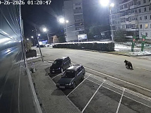 В городе-курорте Алтайского края — Белокурихе — ввели режим повышенной готовности из-за выхода медведя