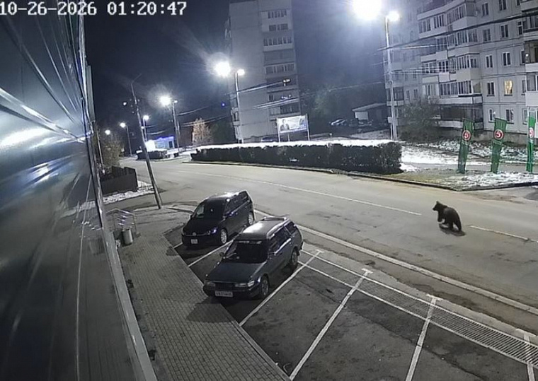 В городе-курорте Алтайского края — Белокурихе — ввели режим повышенной готовности из-за выхода медведя