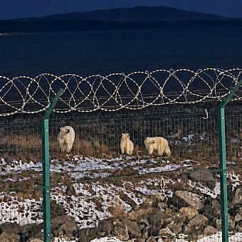 Напавшего на человека белого медведя на Таймыре отловят и поместят в зоопарк