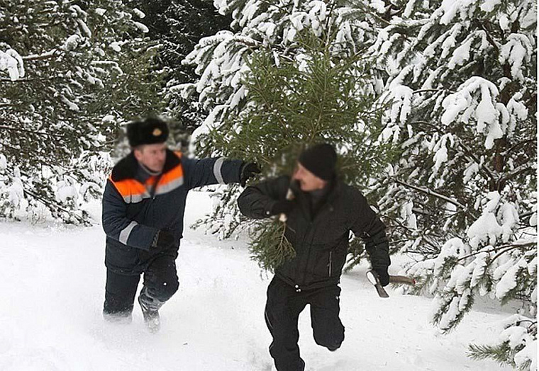 Лесничие поймали вырубщика ёлок по горячим следам
