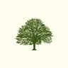 Oak Shaders
