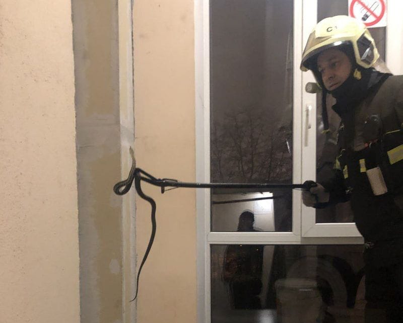 Змею обнаружили в доме на Никитском бульваре